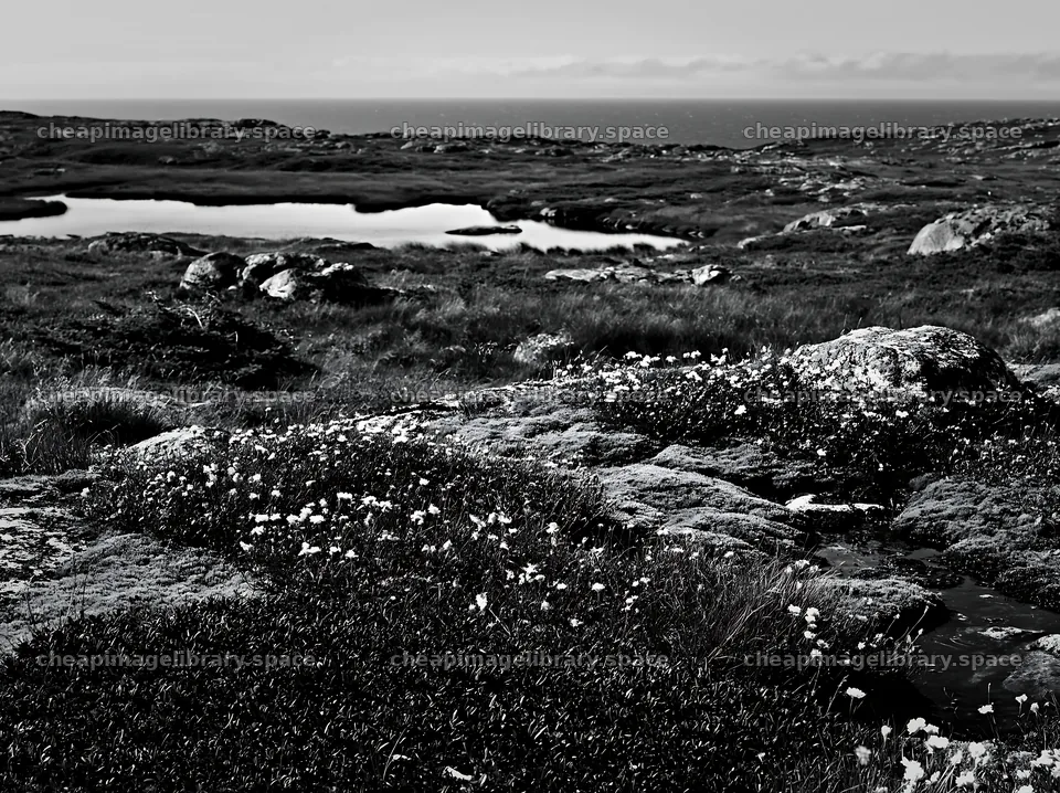 Mossy boulder meadow with flowers near a calm water body – image library 9174x6866