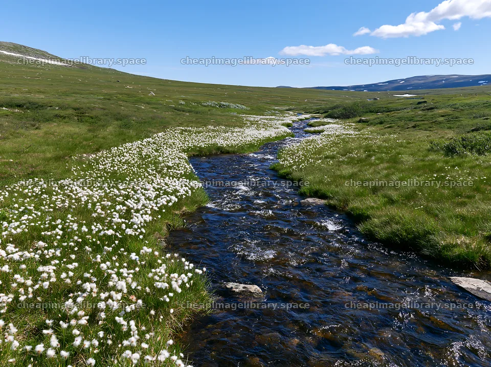 High contrast meadow with a natural watercourse – image library 9174x6866