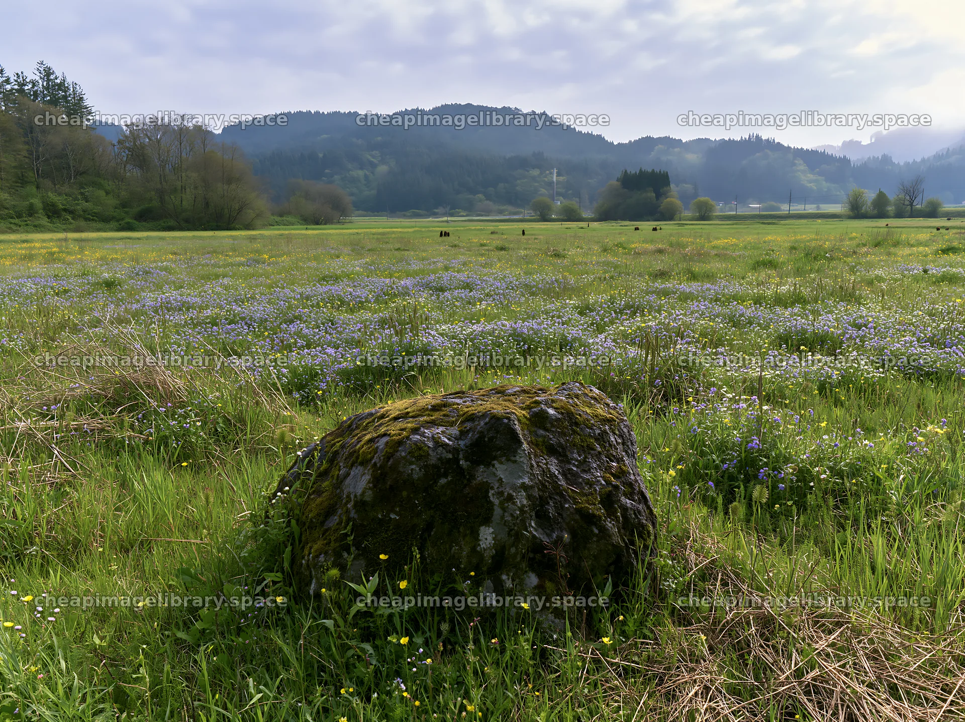 Miyagi spring recovery meadow with mossy stone and flowers – image library 9174x6866