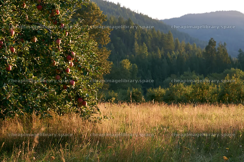 Sunset over apple meadow with mountains in the background – image library 9722x6480