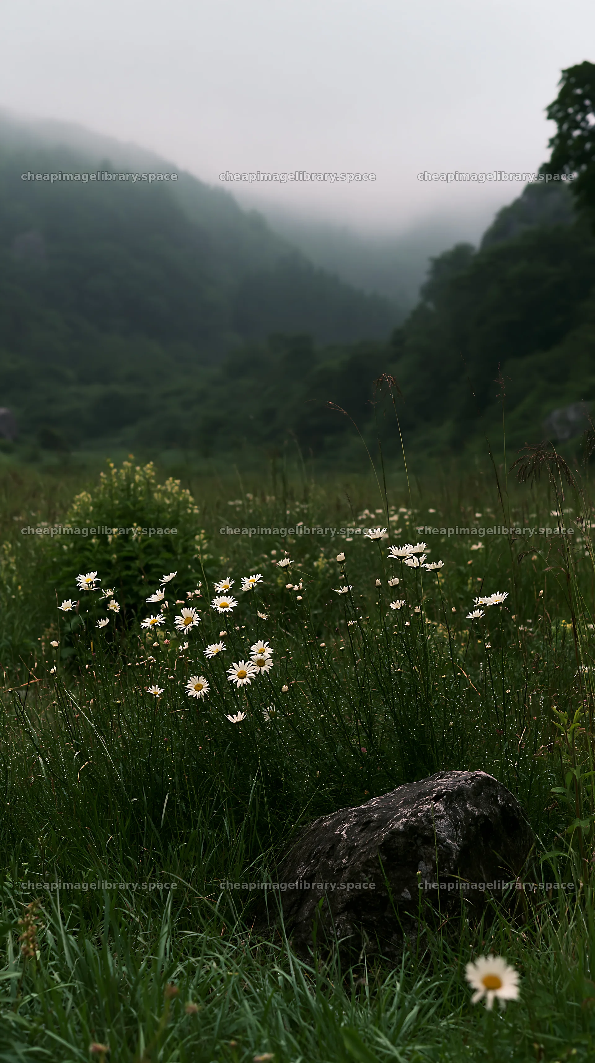 Aomori climate resilient meadow with boulder – image library 5938x10608