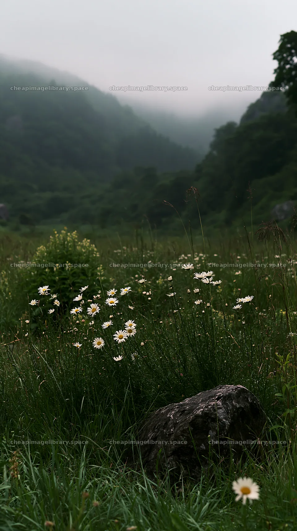Aomori climate resilient meadow with boulder – image library 5938x10608