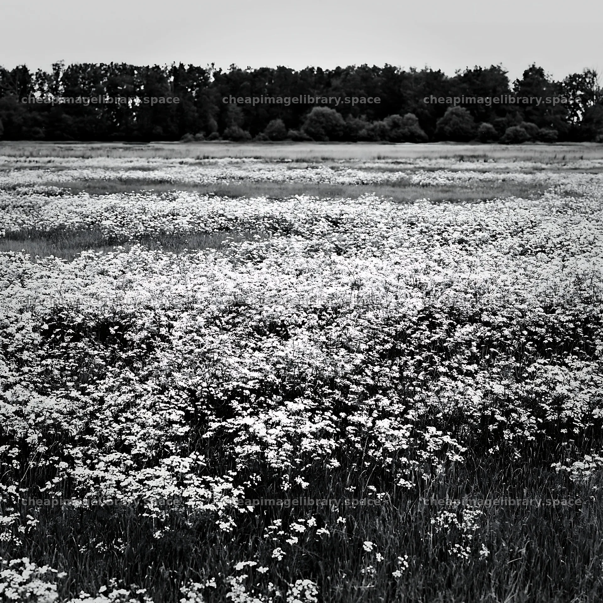 Cow parsley meadow with trees at the edge of the field – image library 7938x7938