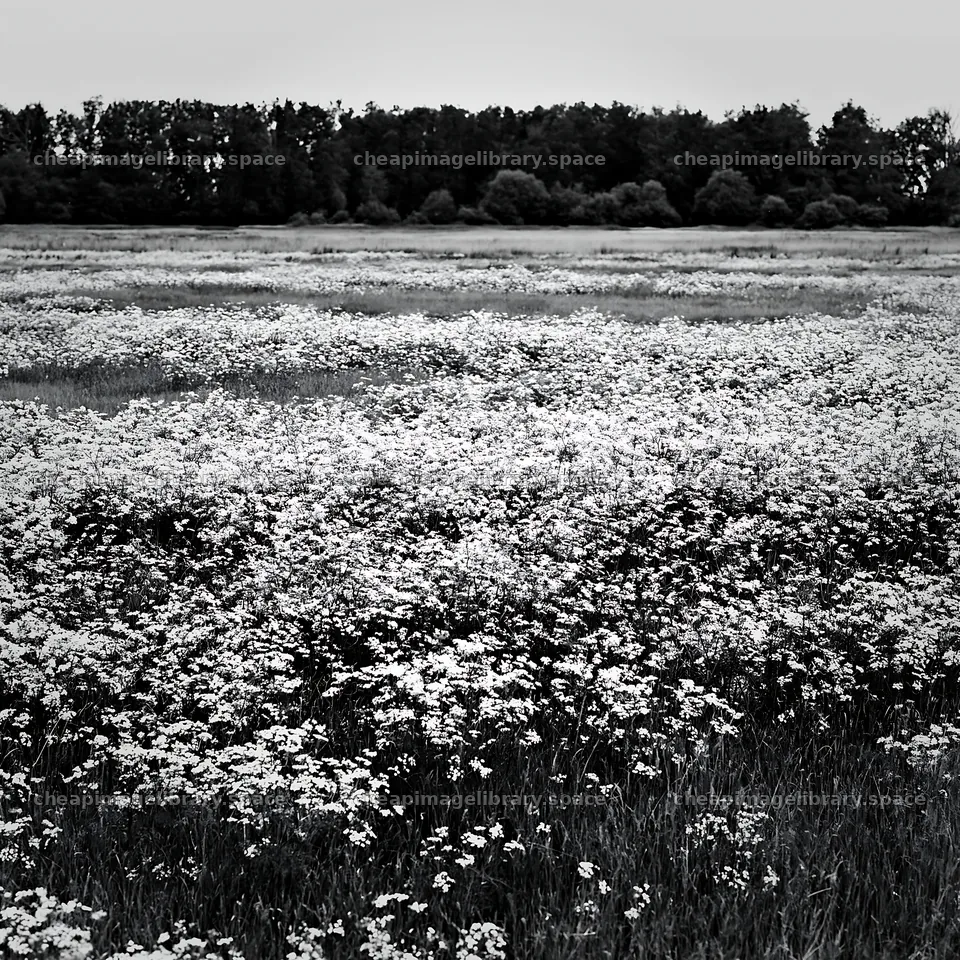 Cow parsley meadow with trees at the edge of the field – image library 7938x7938