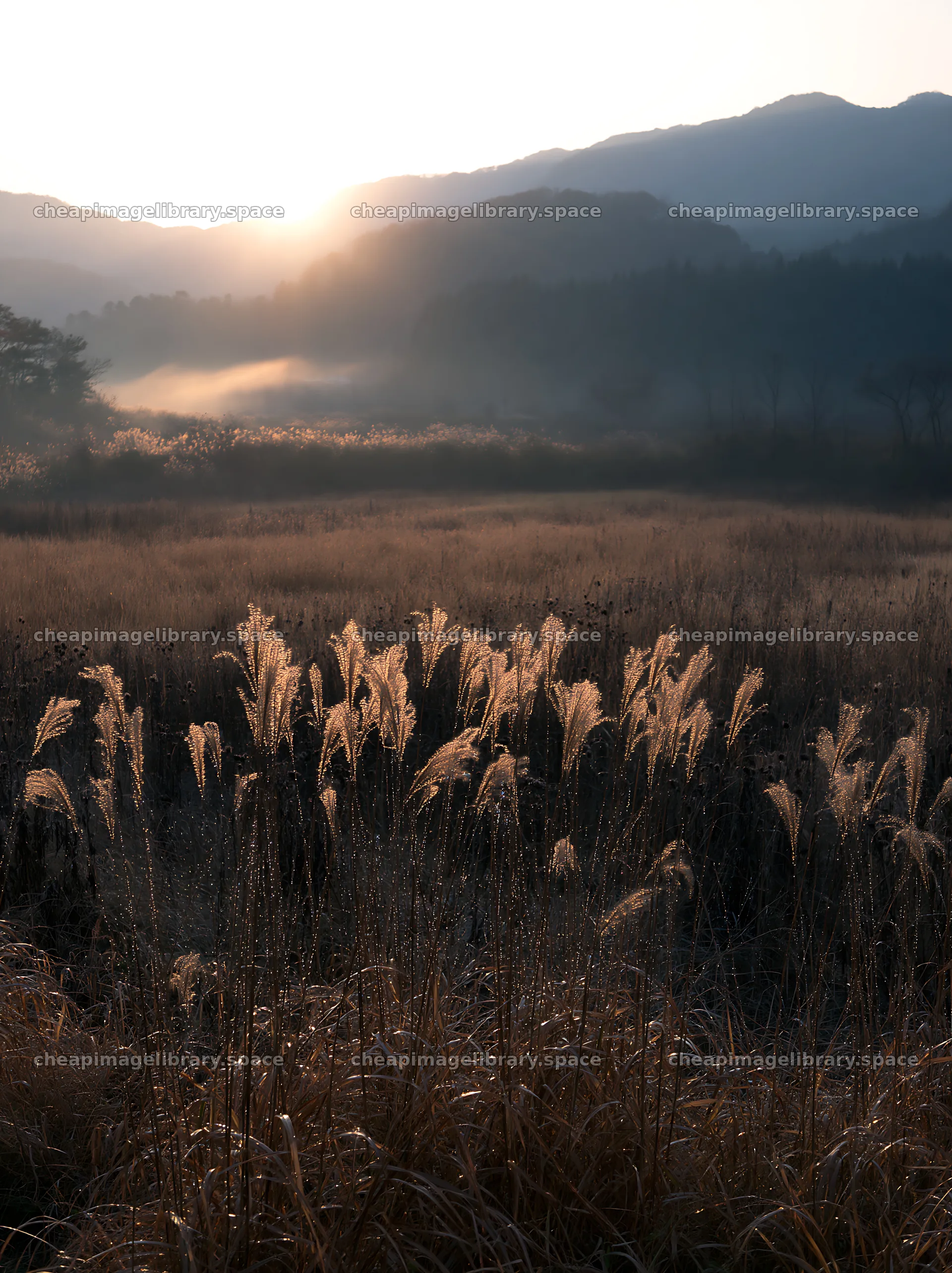 Ehime twilight meadow with dry seedheads in quiet landscape – image library 6866x9174