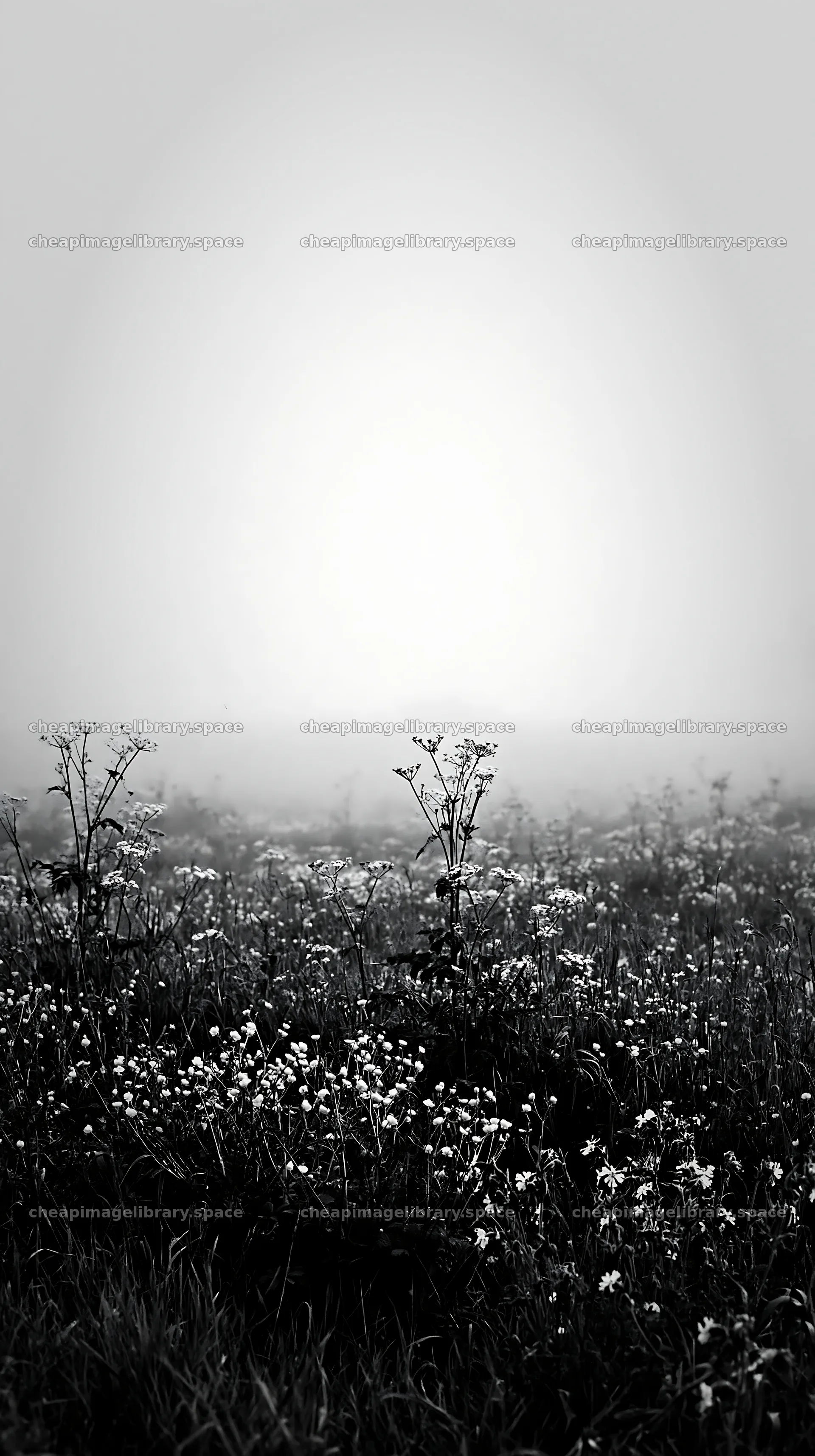 Meadow covered in whiteout fog with wildflowers – image library 5938x10608