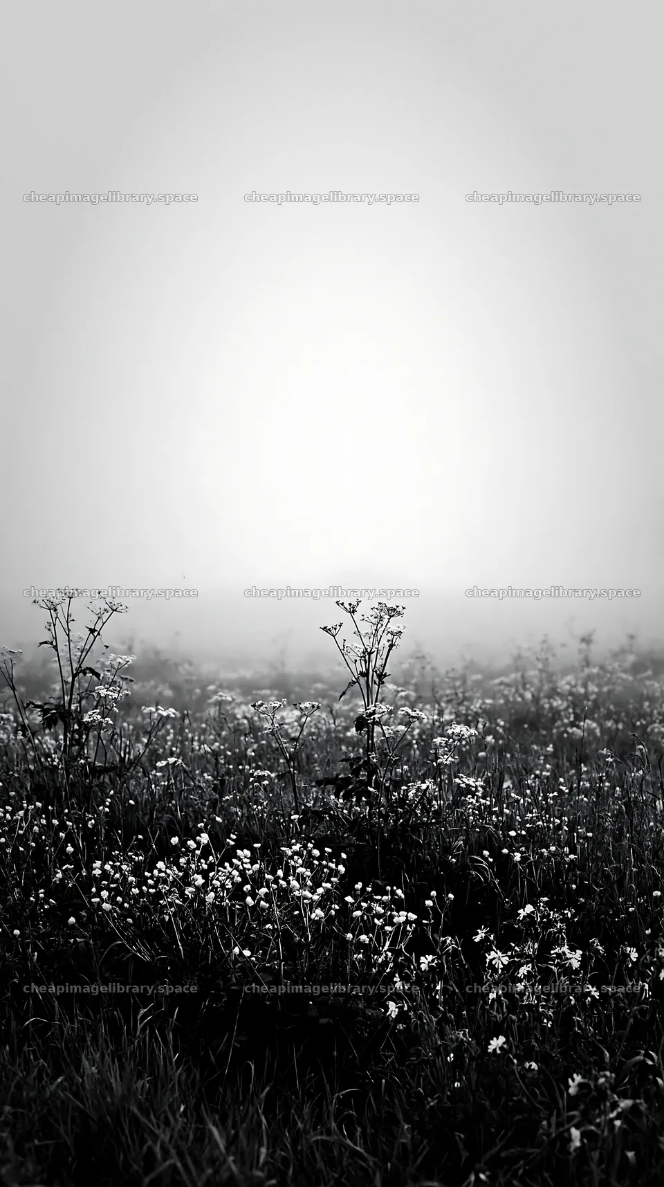 Meadow covered in whiteout fog with wildflowers – image library 5938x10608