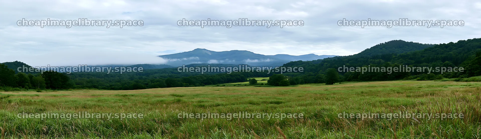 Iwate rain refreshed meadow seedhead foreground – image library 14762x4268