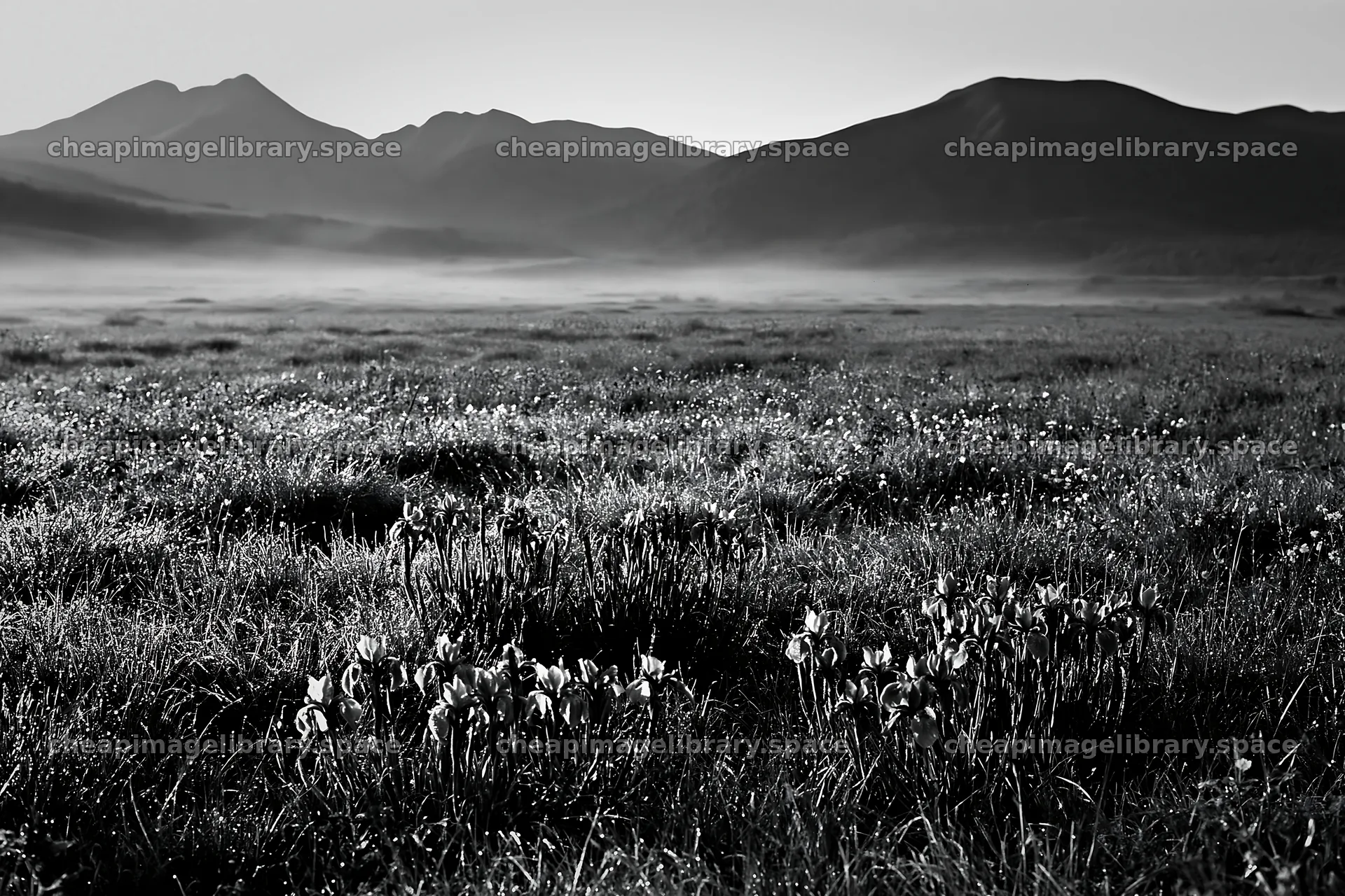 Silver dew in meadow with mountains in background – image library 9722x6480