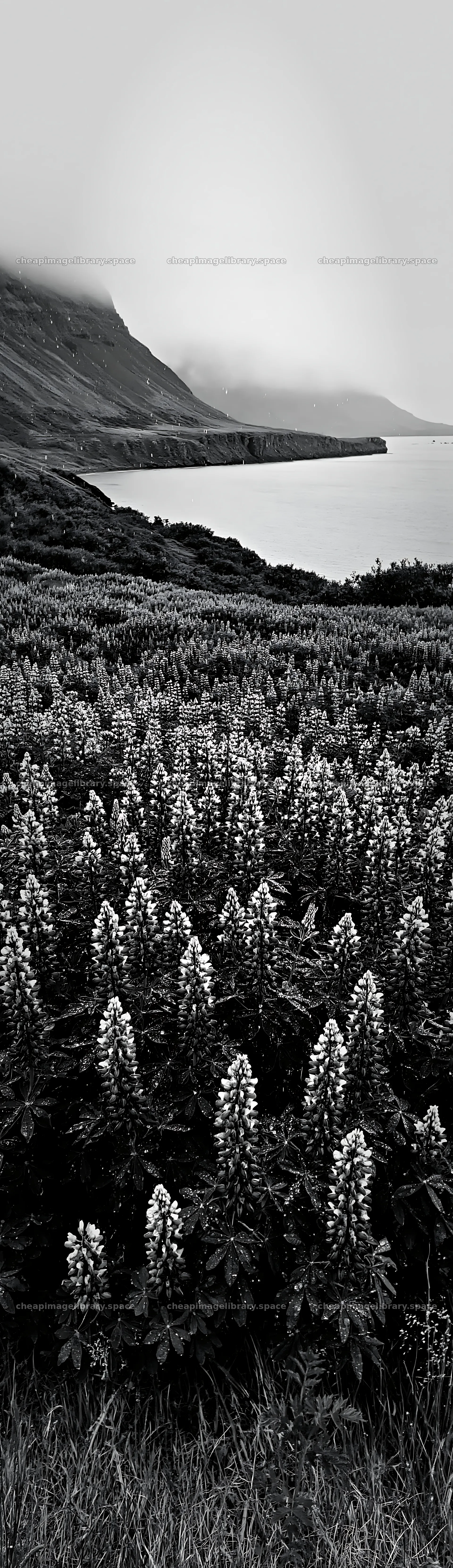 Colorful lupine meadow near a coastal bay in misty landscape – image library 4268x14762