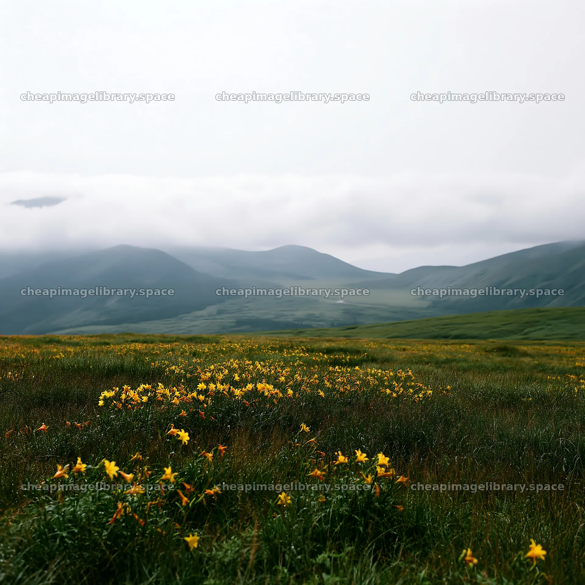 Rainwashed meadow with yellow flowers and distant mountains – image library 7938x7938