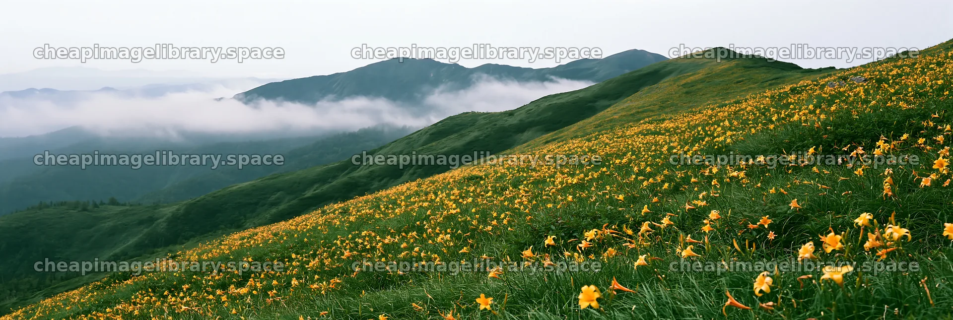 Kirigamine highland daylily meadow with mountains in the background – image library 13690x4602