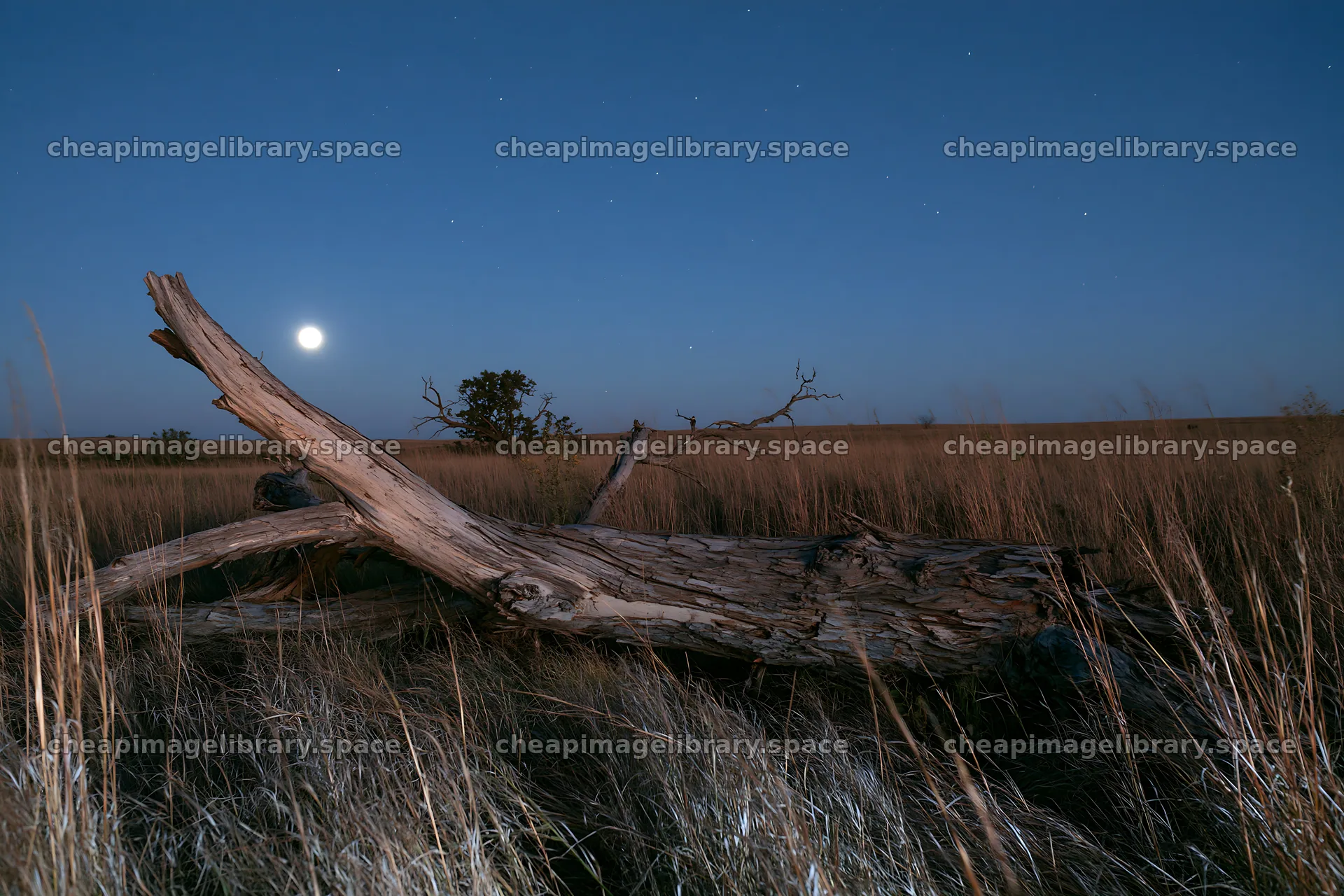 Weathered log meadow under a moonlit sky – image library 9722x6480