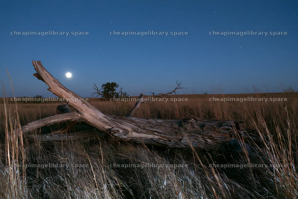 Weathered log meadow under a moonlit sky – image library 9722x6480