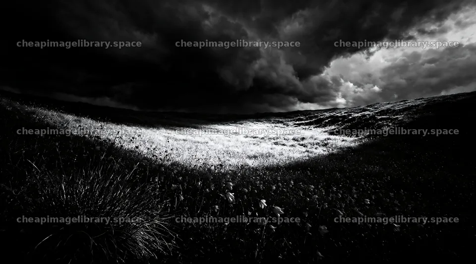 Campion bellflower meadow under a cloudy sky – image library 10648x5916