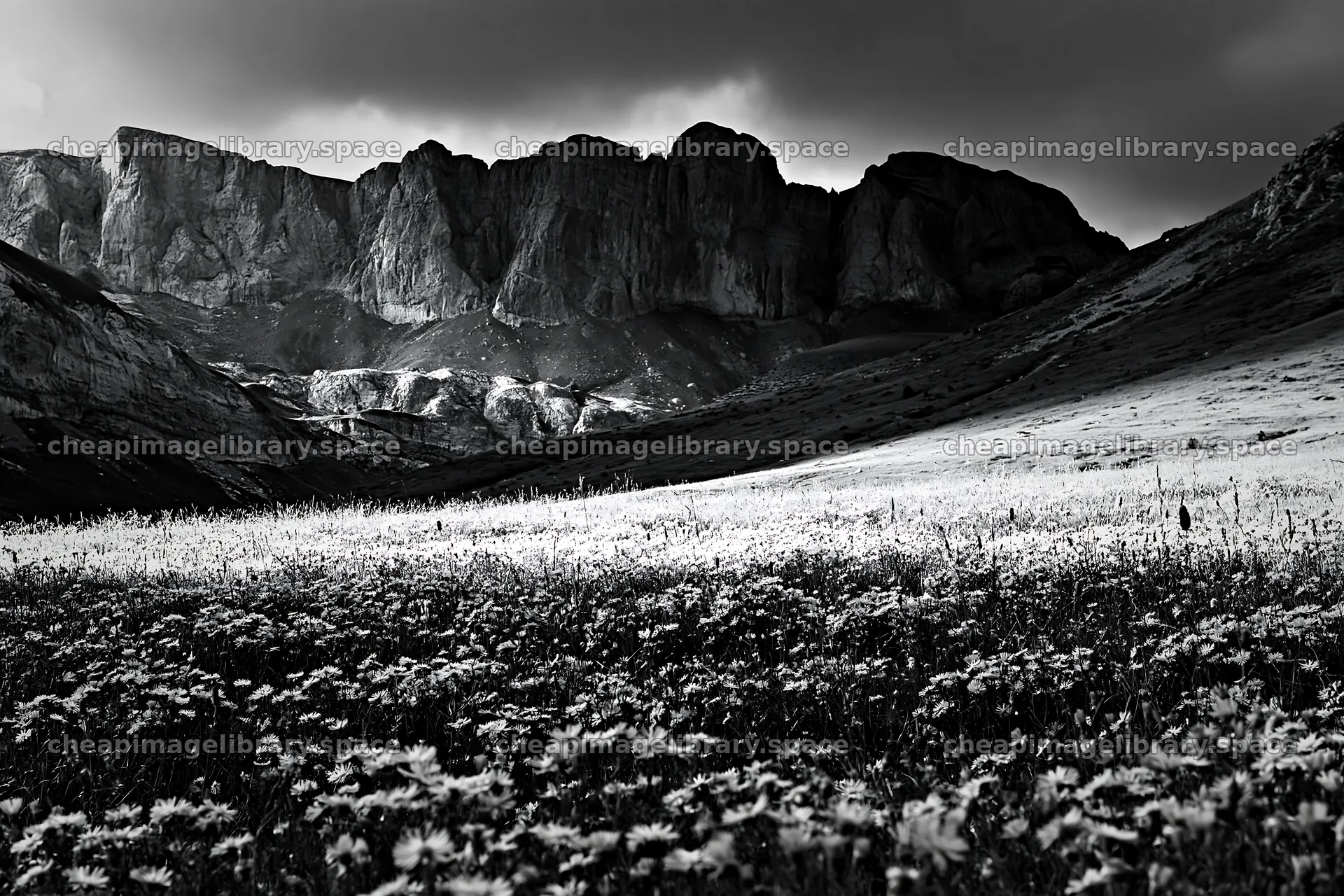 Colorful aster meadow with mountains in the background – image library 9722x6480