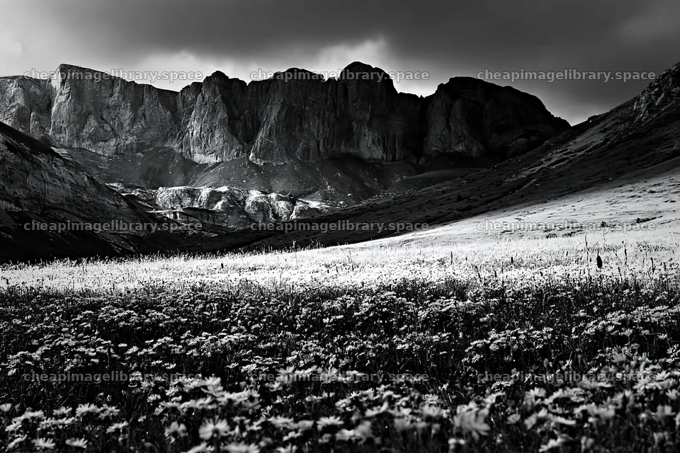 Colorful aster meadow with mountains in the background – image library 9722x6480