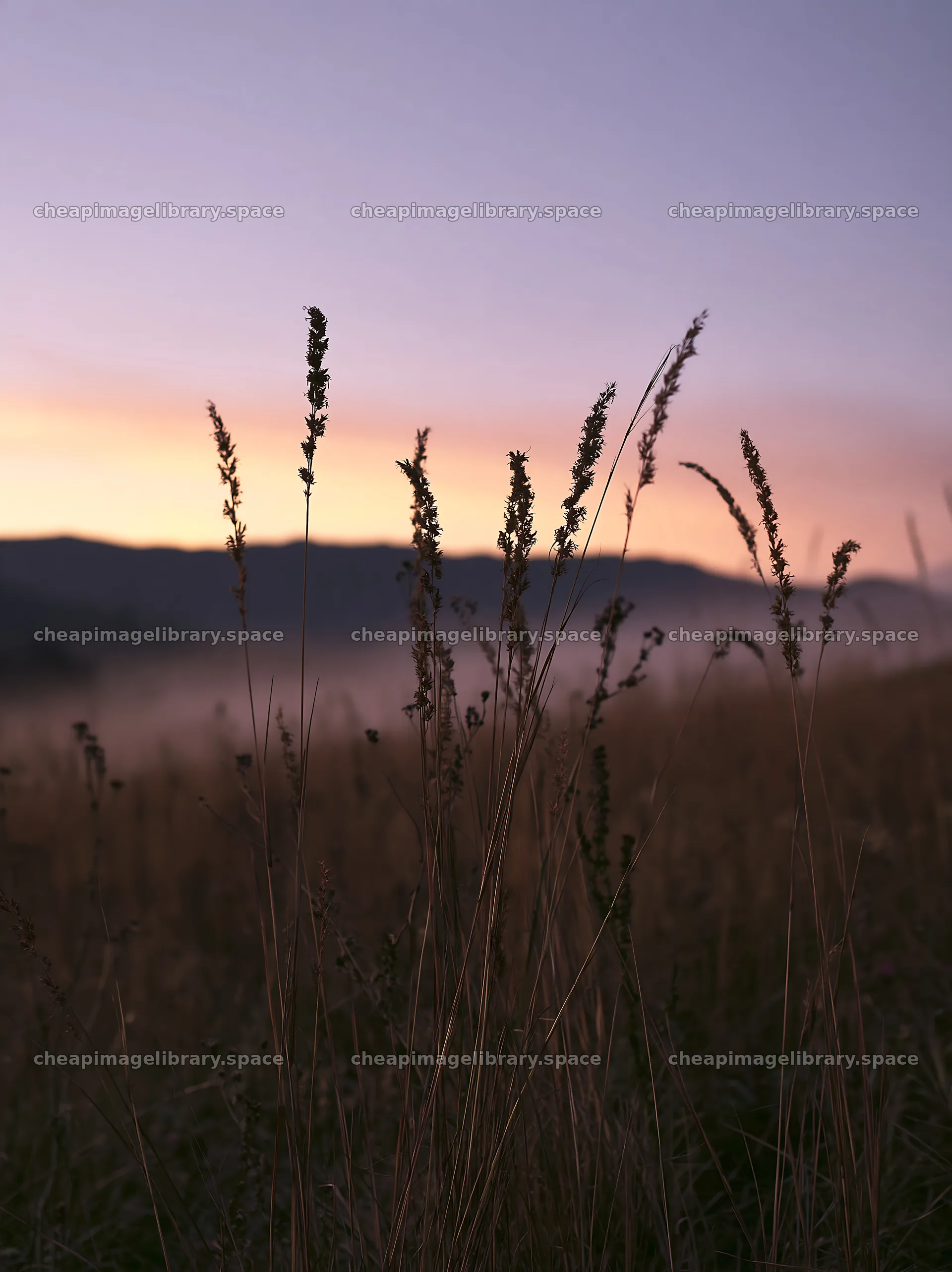 Meadow seedheads backlit at dusk in mountain landscape – image library 6866x9174