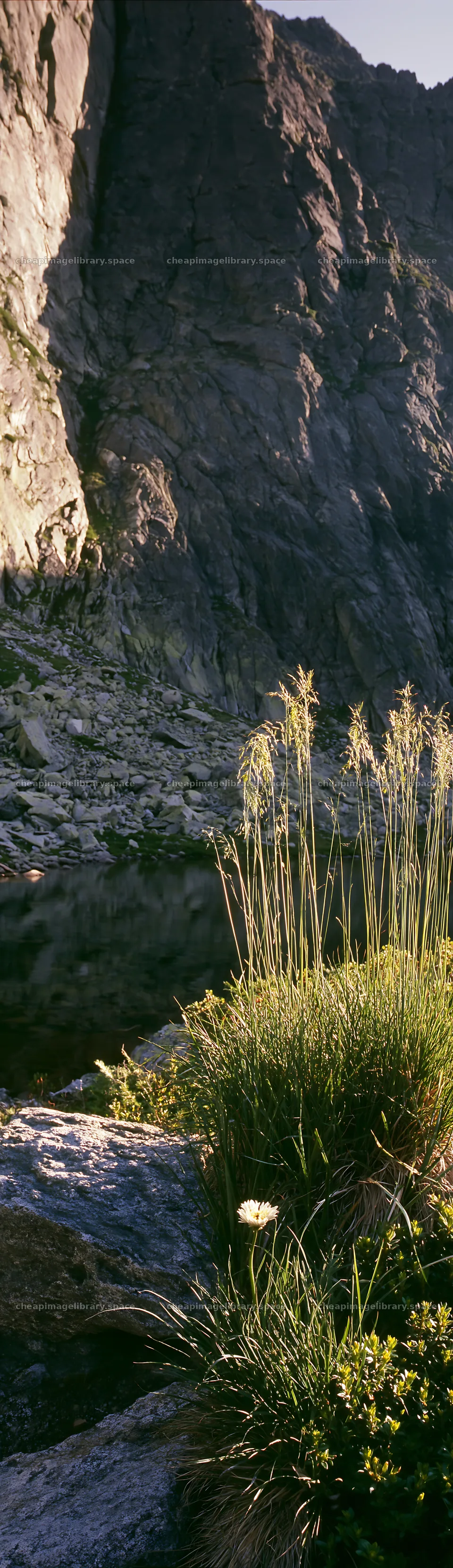 Rewilding meadow in the mountains during daylight – image library 4268x14762