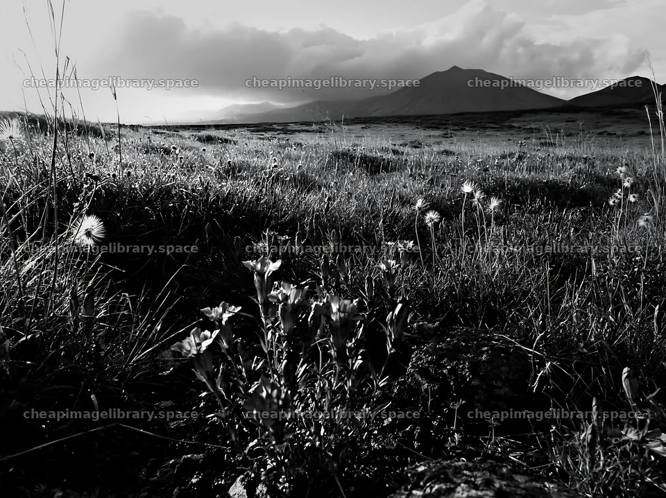 Kagoshima volcanic meadow with pumice foreground – image library 9174x6866