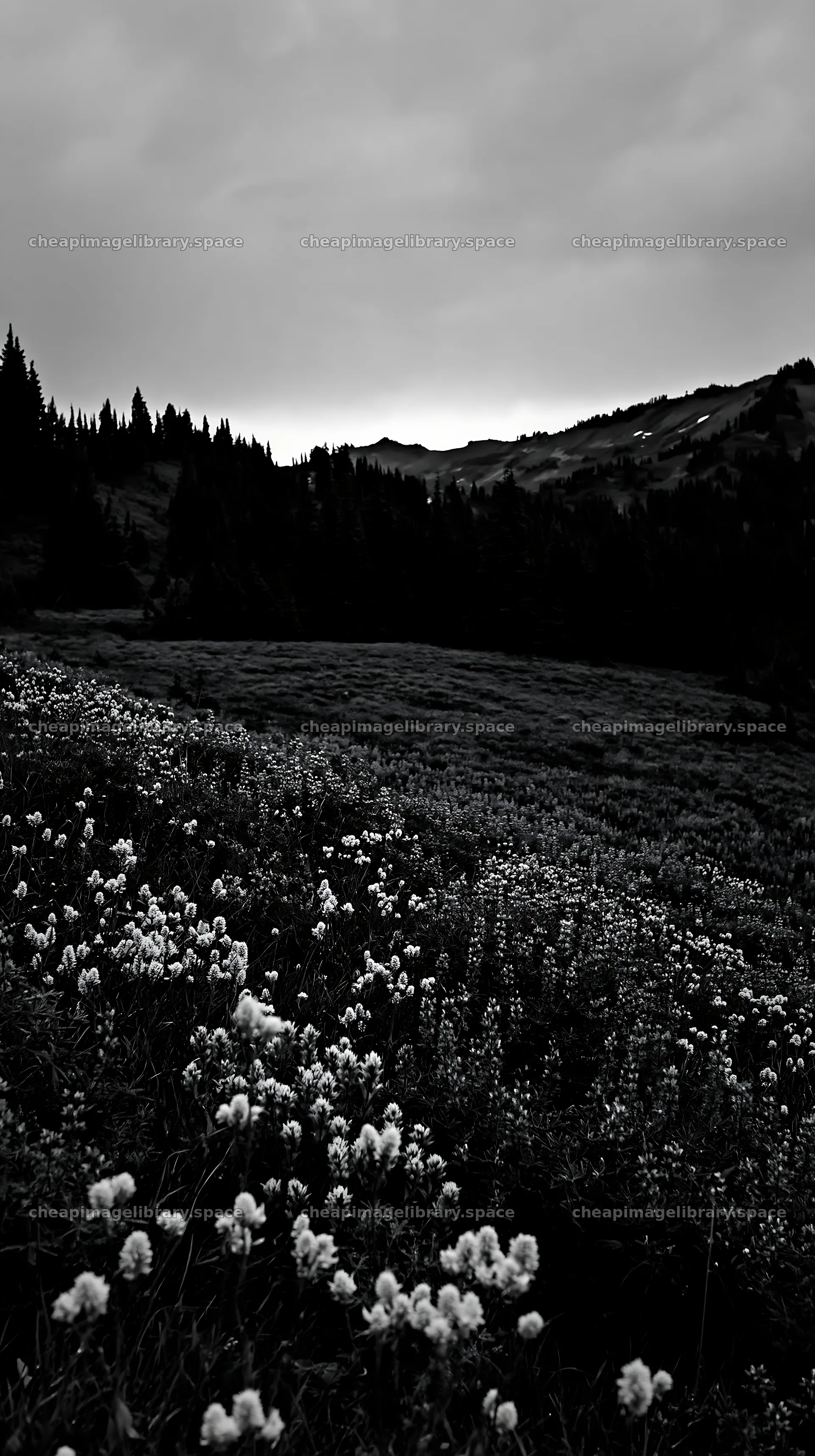 Mount Rainier lupine meadow at dusk – image library 5938x10608