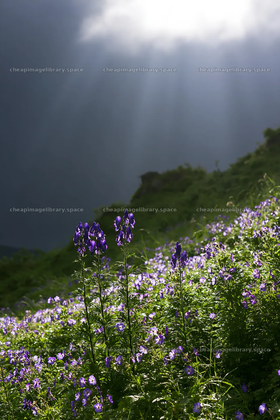 Light rays over Daisetsuzan alpine meadow with purple flowers – image library 6480x9722