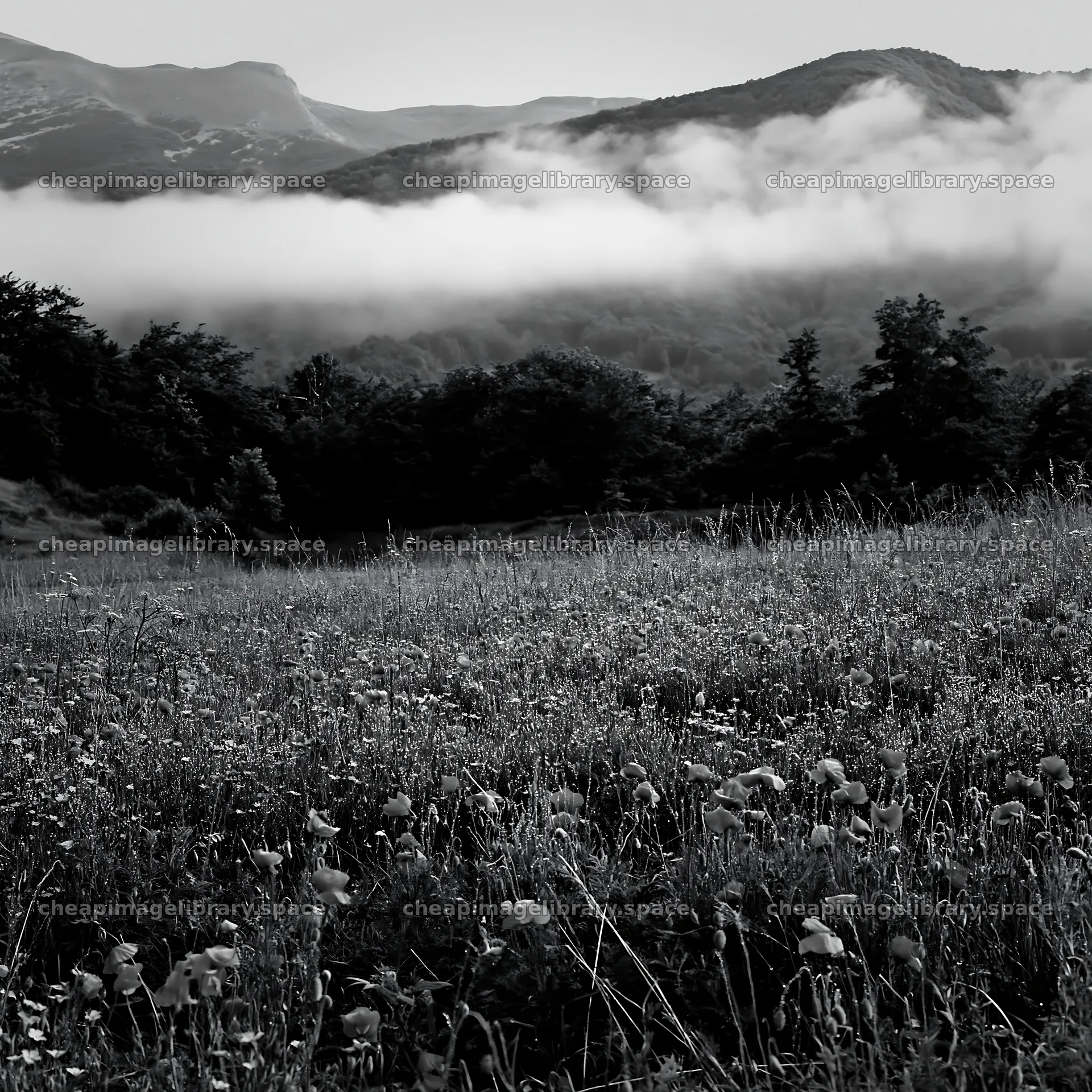 Poppy flax meadow with mountains and fog in the background – image library 7938x7938