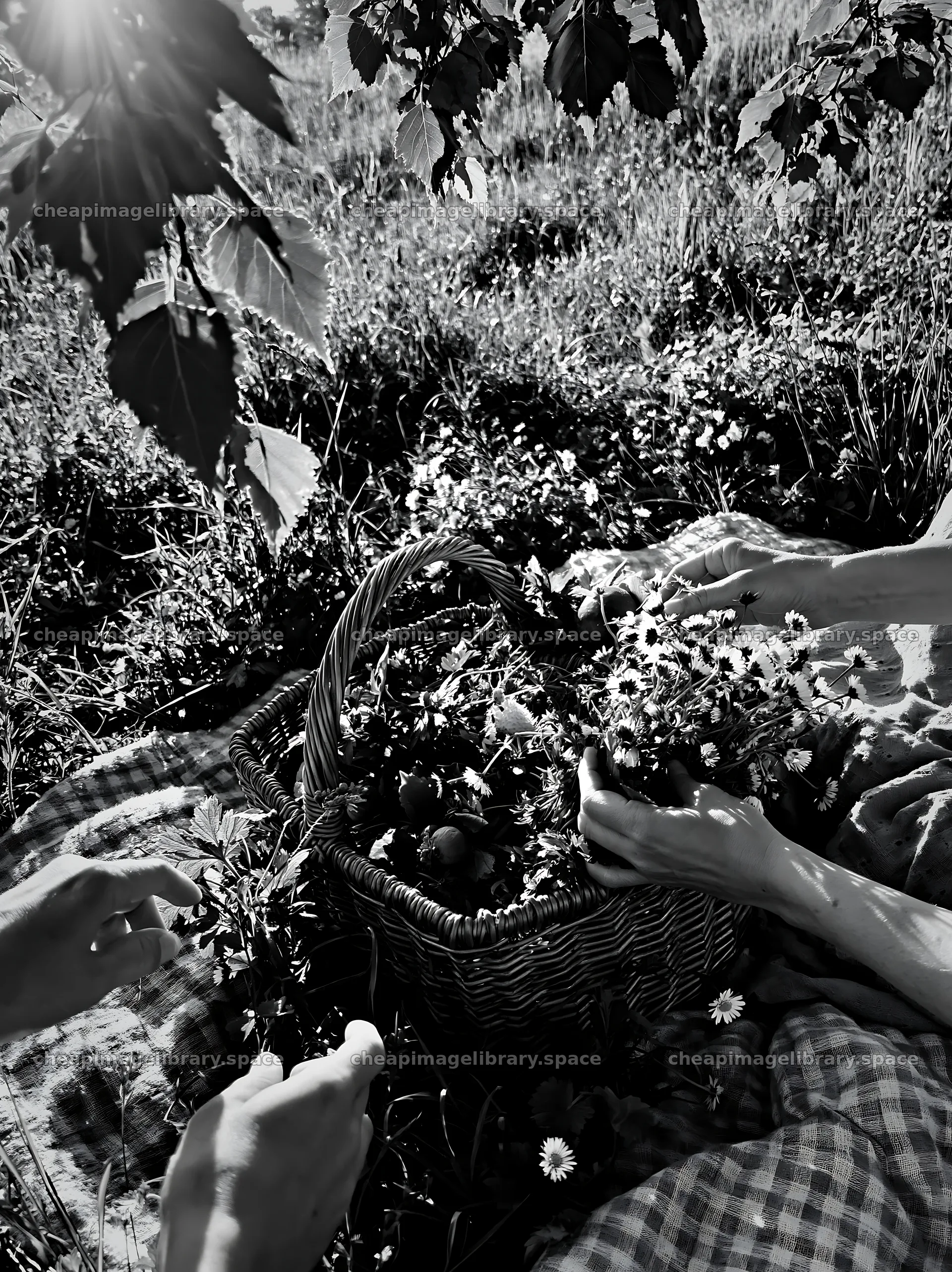 Gathering flowers in a basket during springtime in a meadow – image library 6866x9174