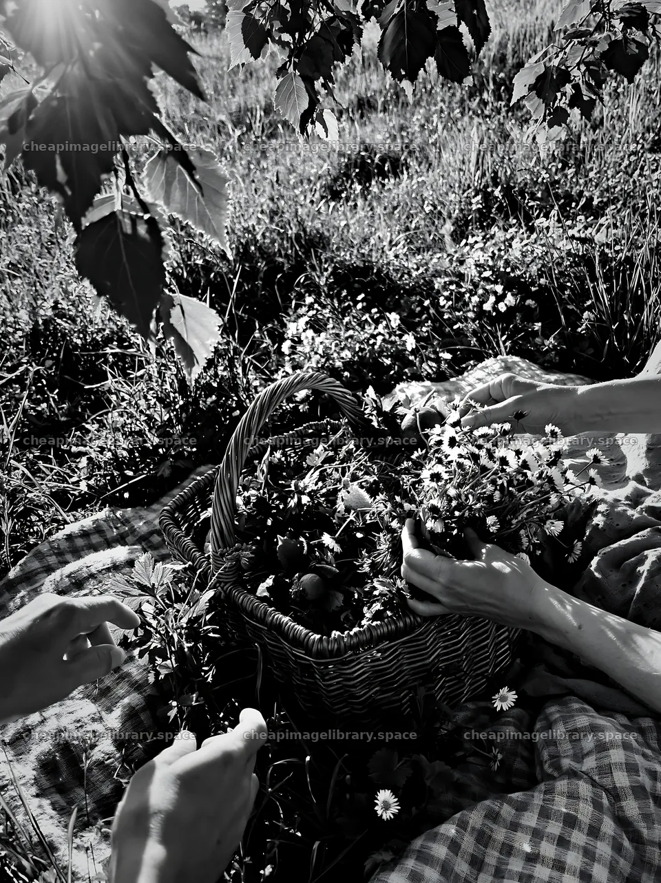 Gathering flowers in a basket during springtime in a meadow – image library 6866x9174