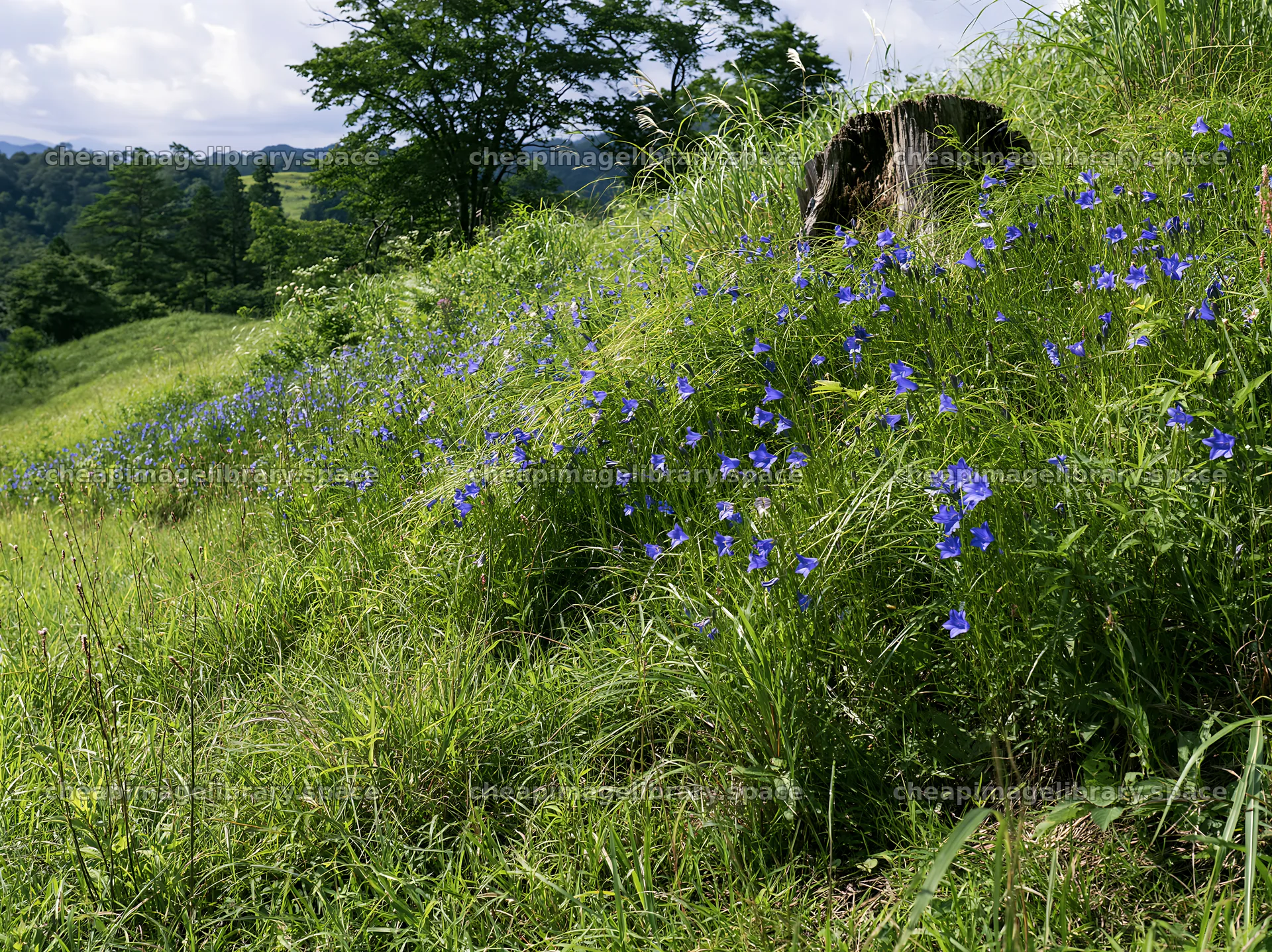 Fukushima native meadow with flowers and weathered stump – image library 9174x6866