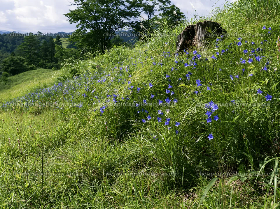 Fukushima native meadow with flowers and weathered stump – image library 9174x6866