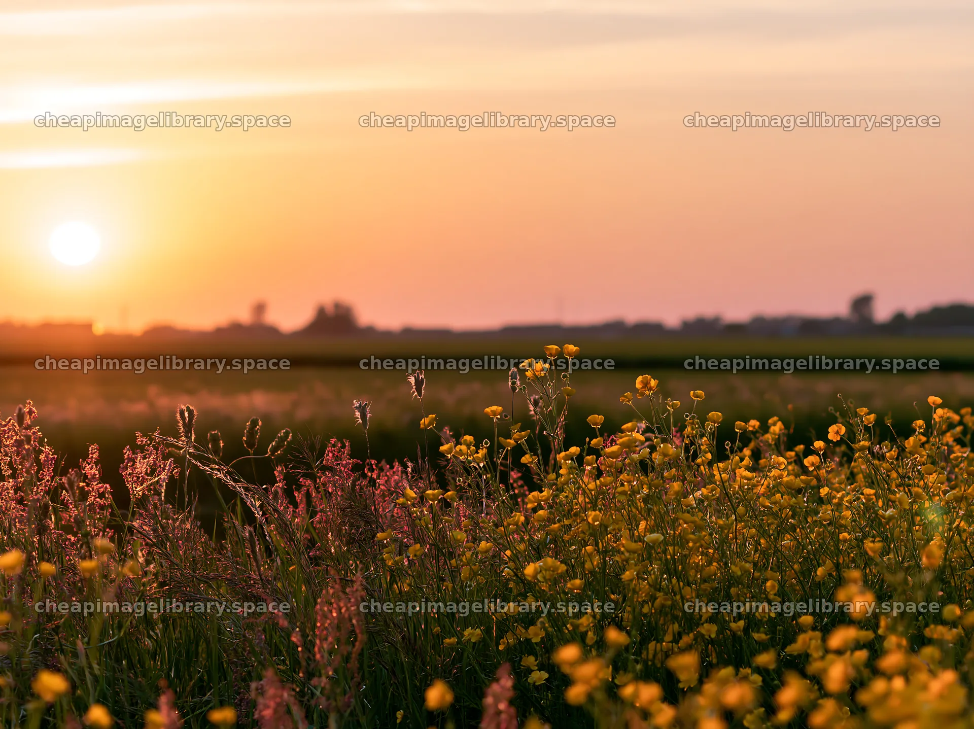 Colorful buttercup meadow at sunset with vibrant flowers – image library 9174x6866