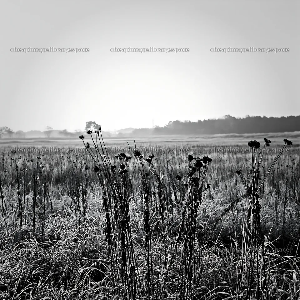 Aichi restored meadow autumn seedheads foreground – image library 7938x7938