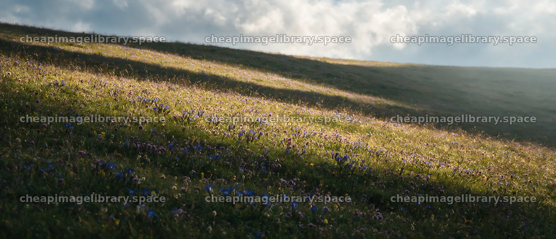 Biodiverse meadow with colorful flowers under cloudy sky – image library 12094x5210