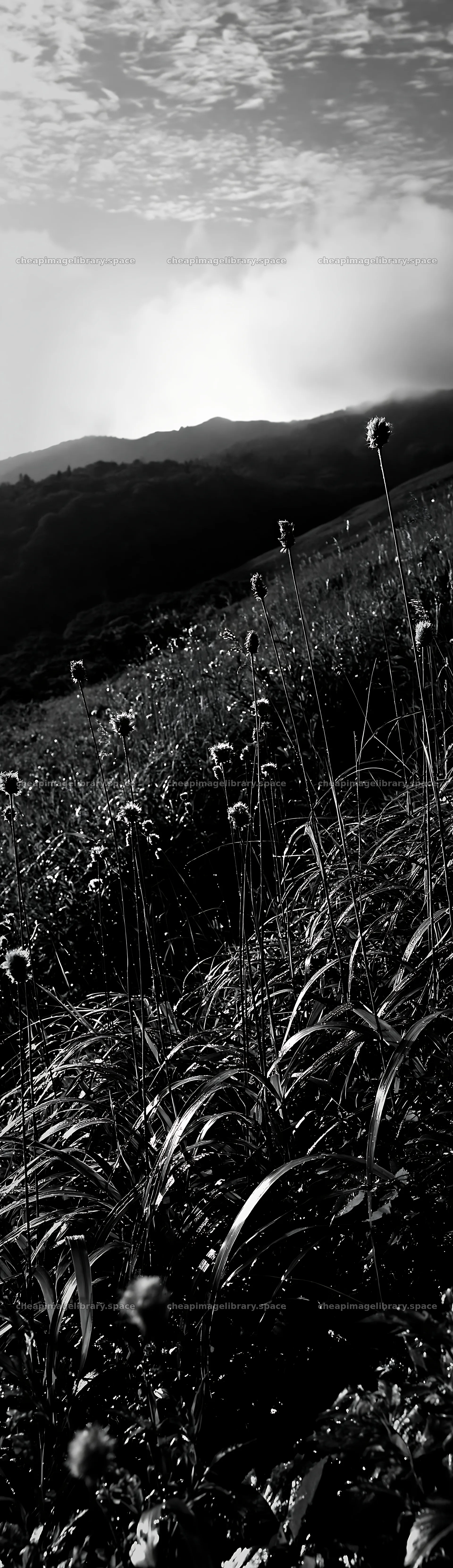 Iwate rain refreshed meadow seedhead foreground – image library 4268x14762