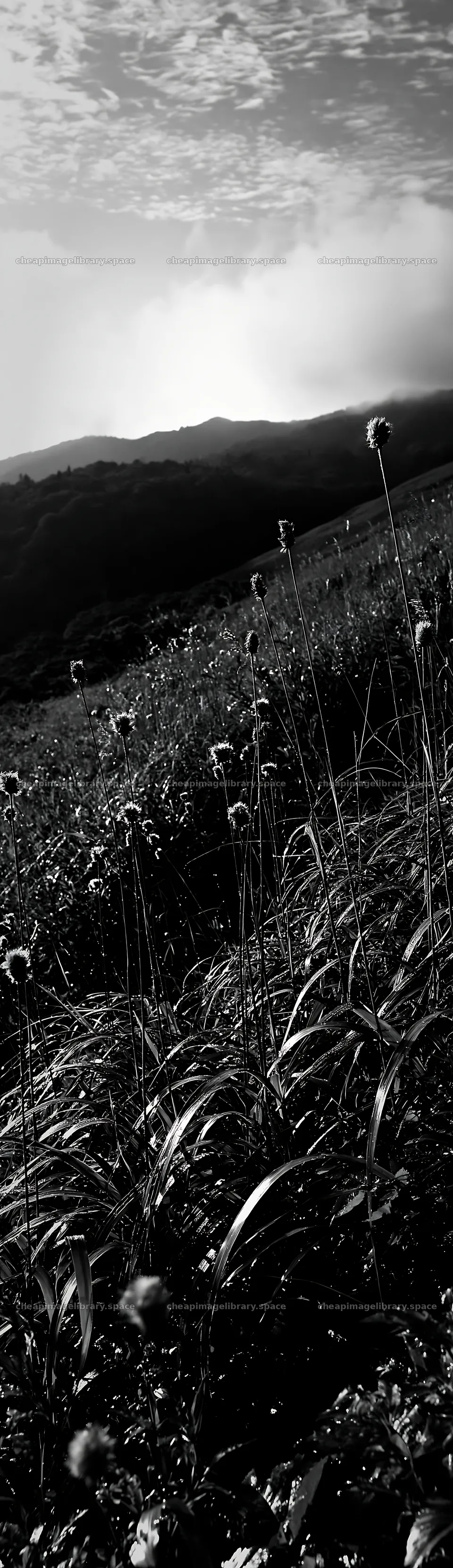 Iwate rain refreshed meadow seedhead foreground – image library 4268x14762