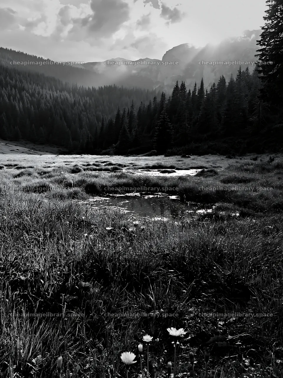 Light rays over meadow in Bucegi Mountains – image library 6866x9174