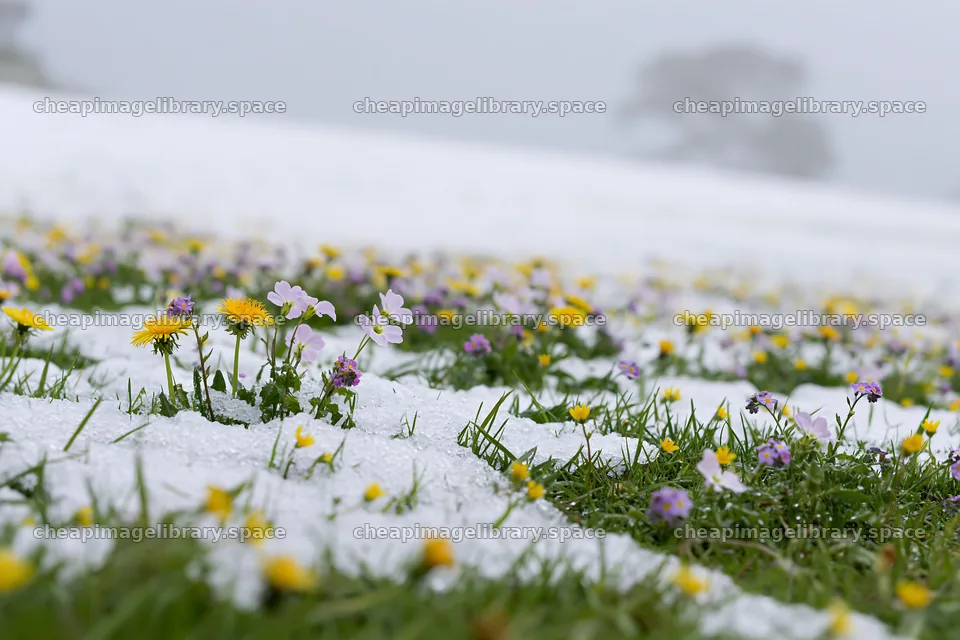 Meadow covered in snow with wildflowers in winter – image library 9722x6480