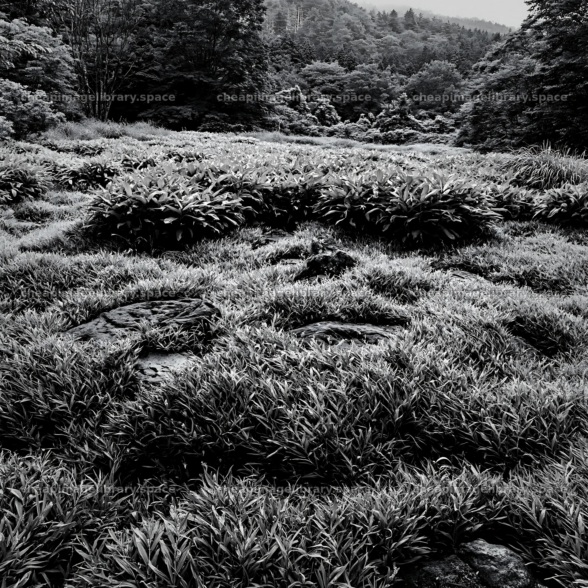 Kanagawa heat resilient meadow volcanic stones in green landscape – image library 7938x7938