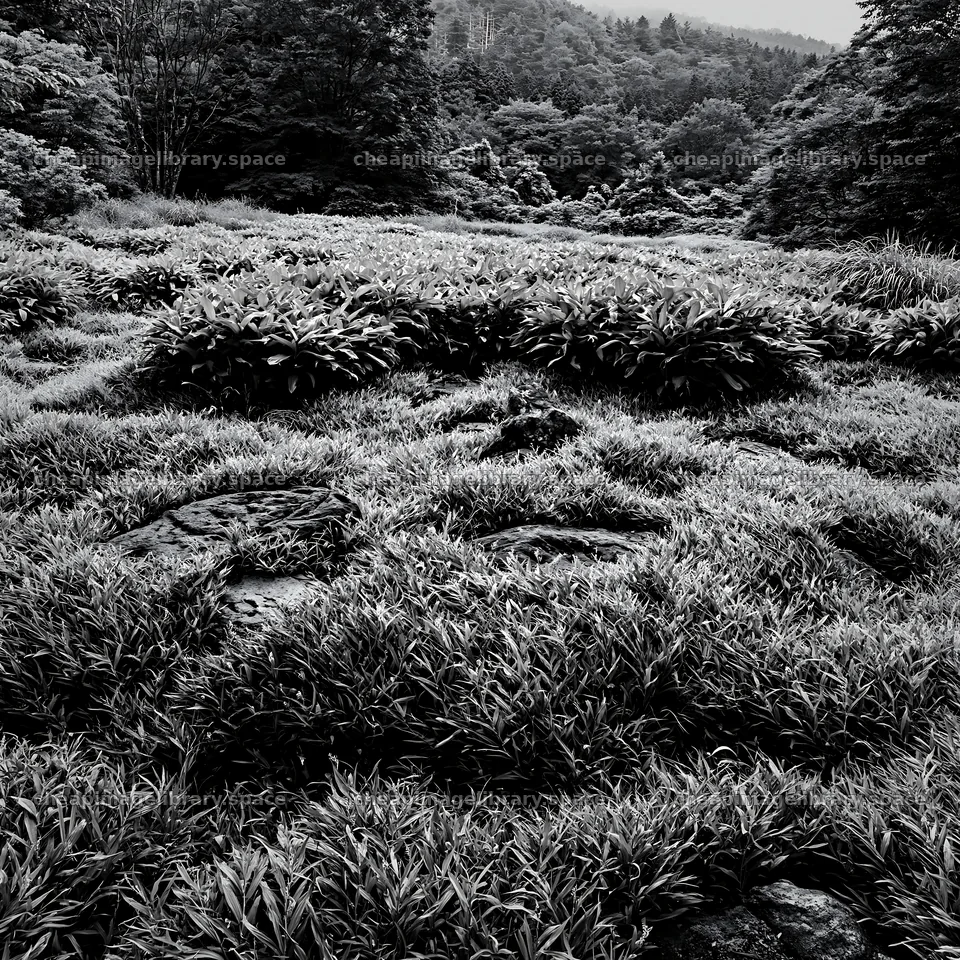 Kanagawa heat resilient meadow volcanic stones in green landscape – image library 7938x7938
