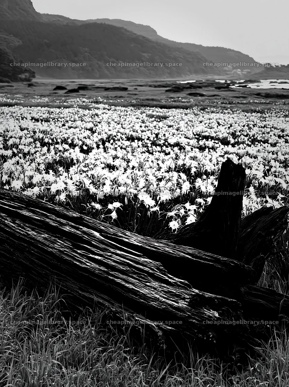 Nagasaki coastal meadow with driftwood and flowers – image library 6866x9174