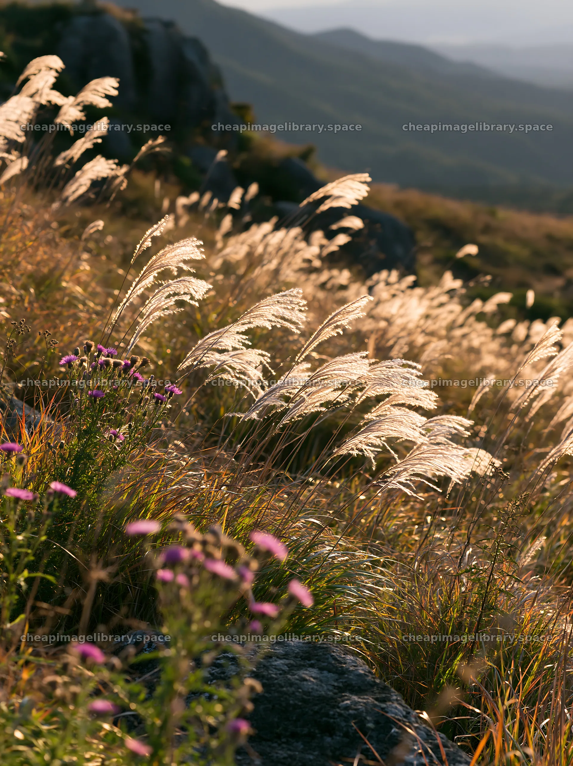 Oita highland meadow with granite stones in soft evening light – image library 6866x9174