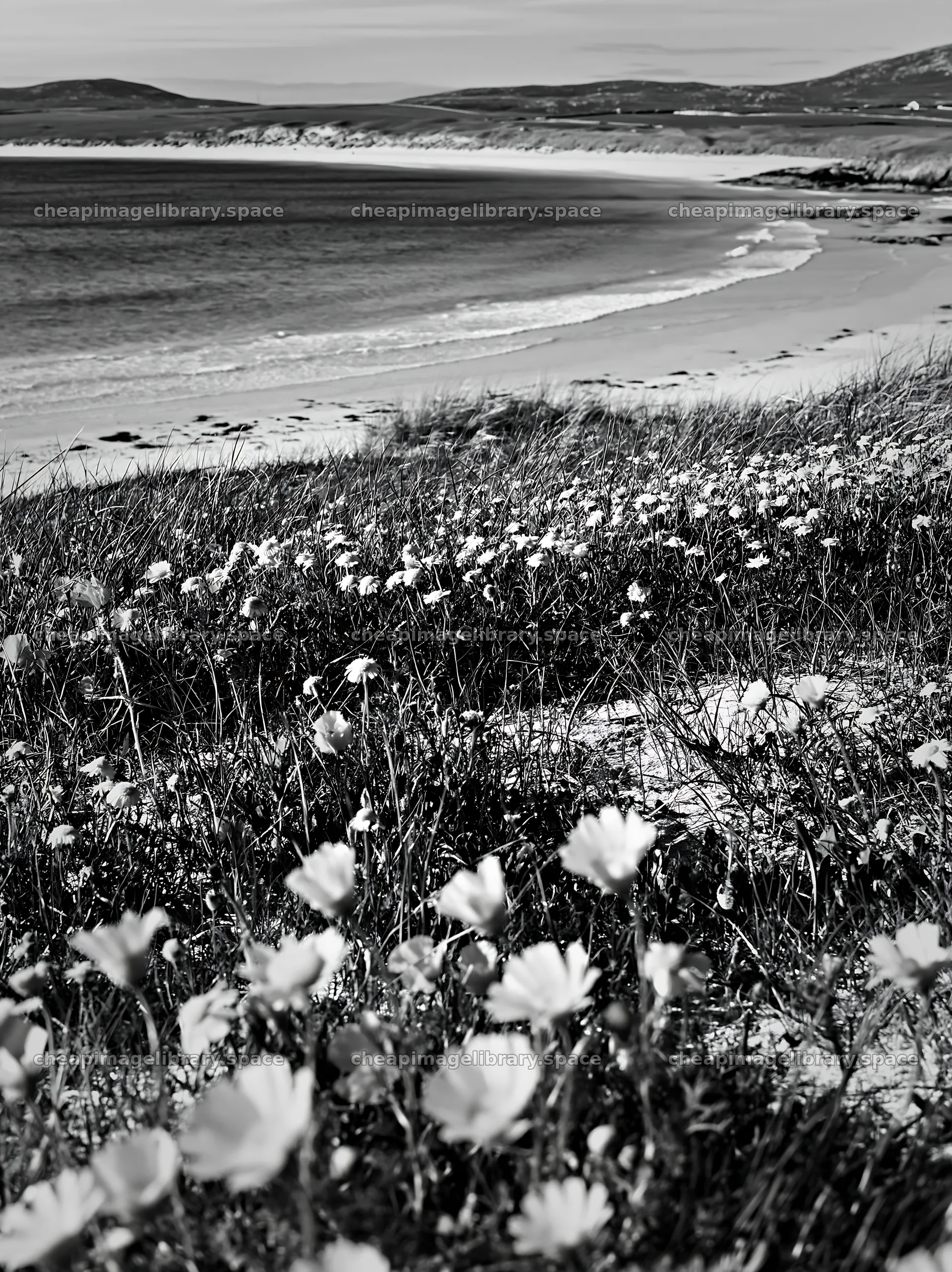 Machair beach meadow with flowers and a view of the sea – image library 6866x9174