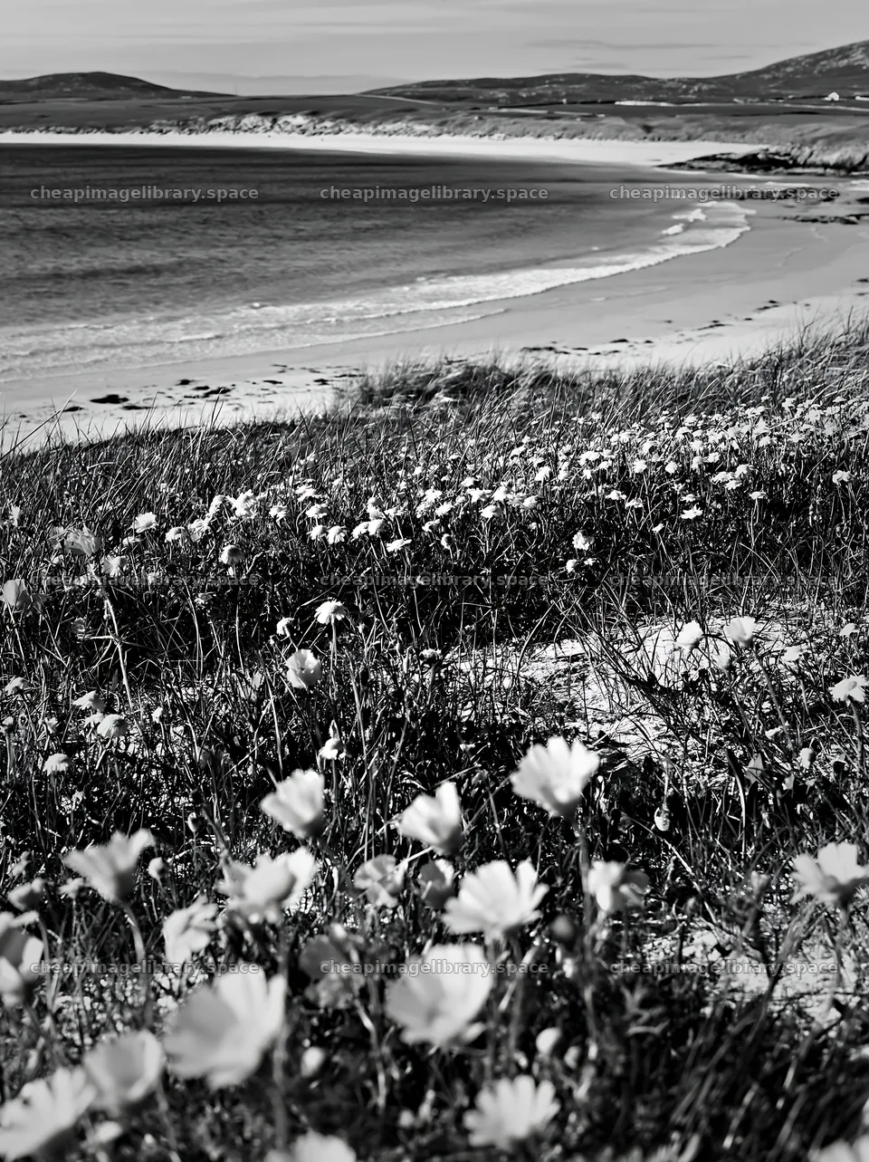 Machair beach meadow with flowers and a view of the sea – image library 6866x9174