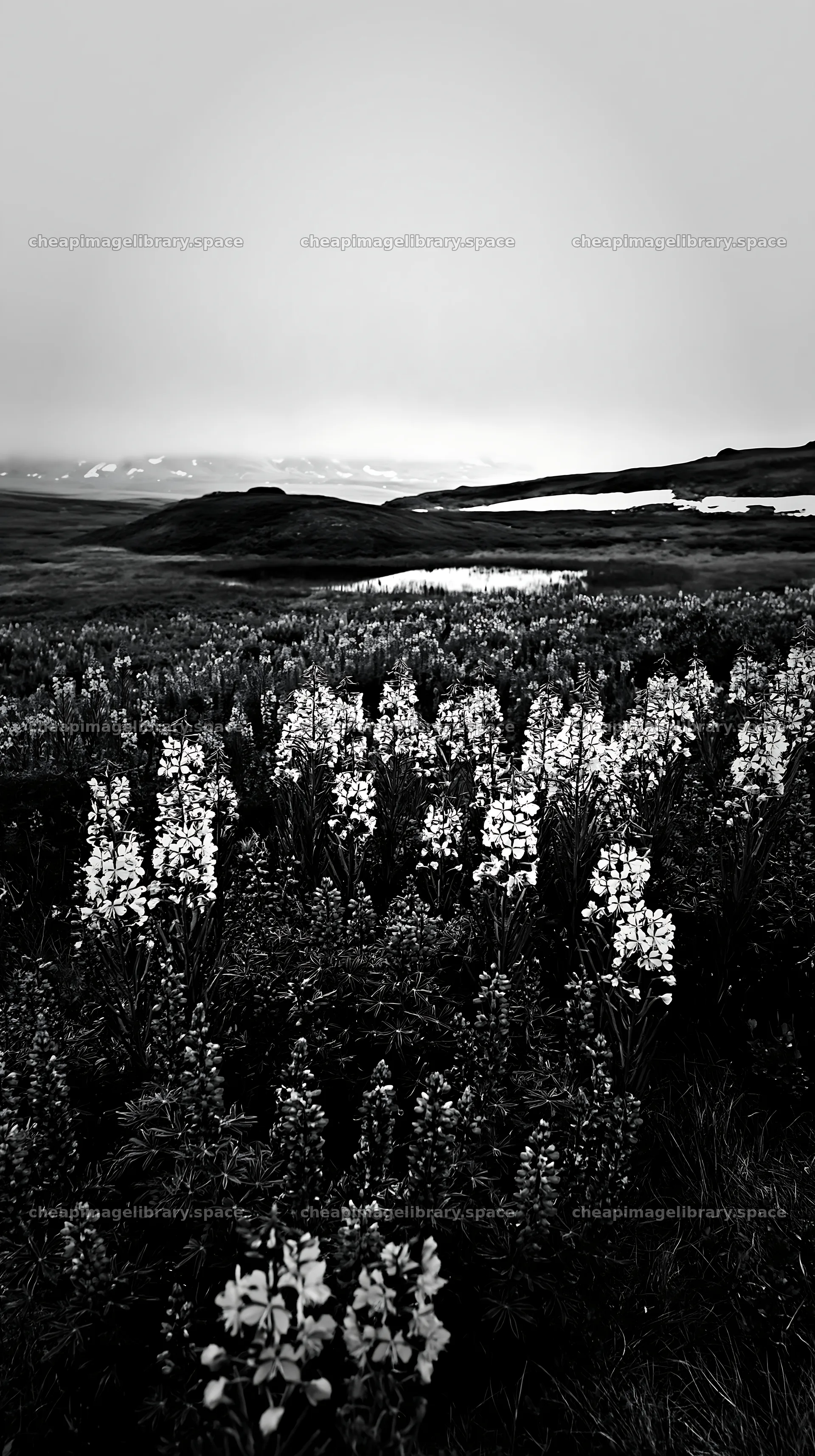 Fireweed lupine meadow in black and white landscape – image library 5938x10608