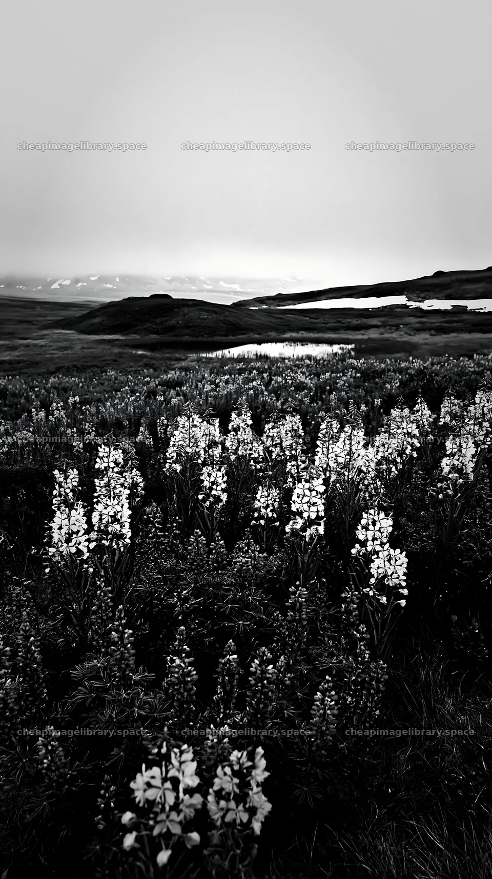 Fireweed lupine meadow in black and white landscape – image library 5938x10608