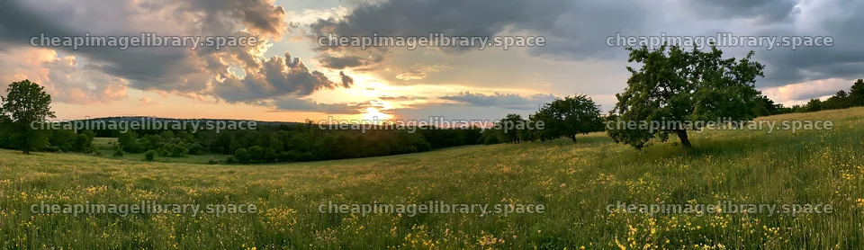 Sunset apple meadow with trees in an open field – image library 14762x4268