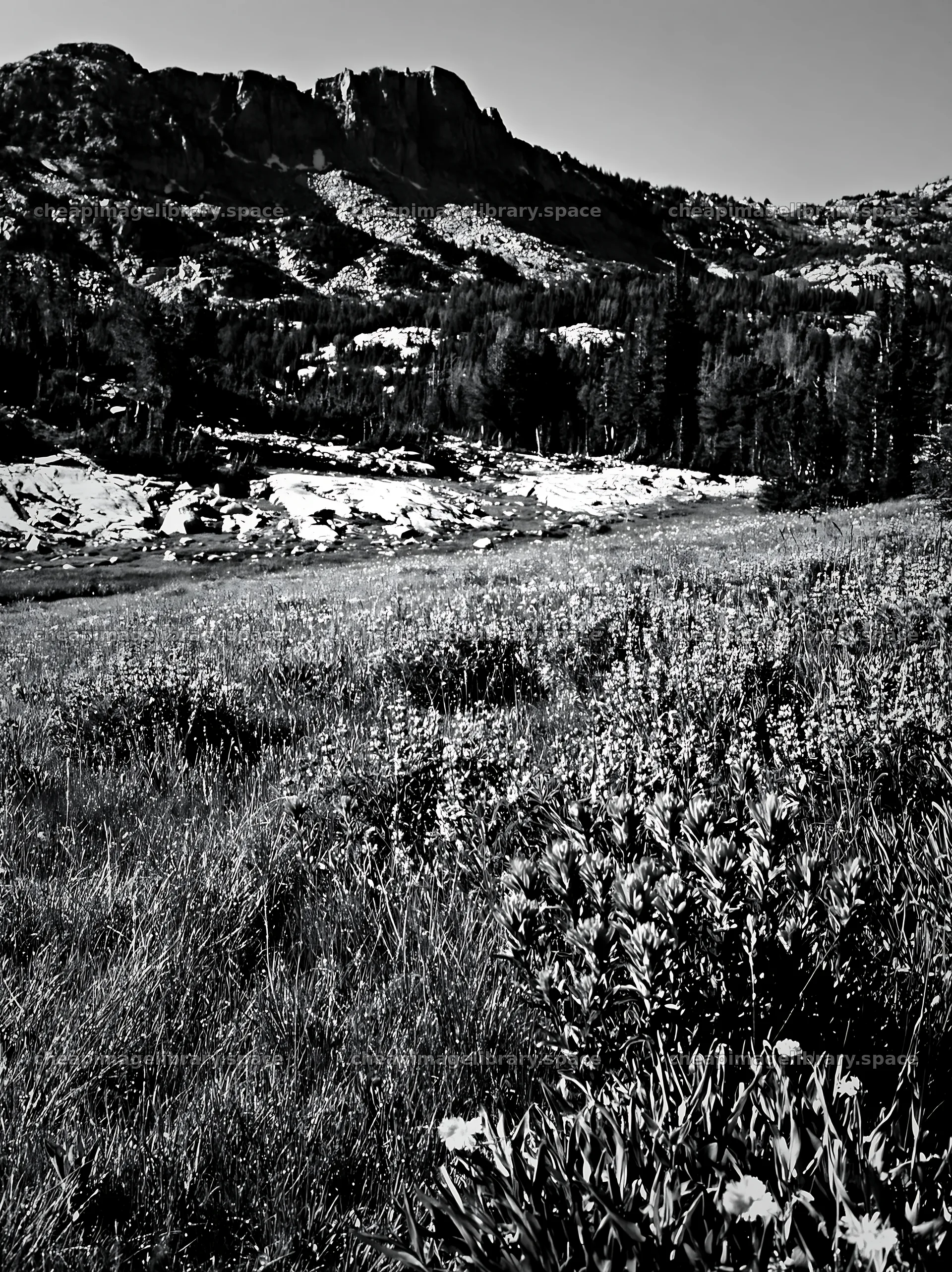 Paintbrush lupine meadow with mountains in background – image library 6866x9174