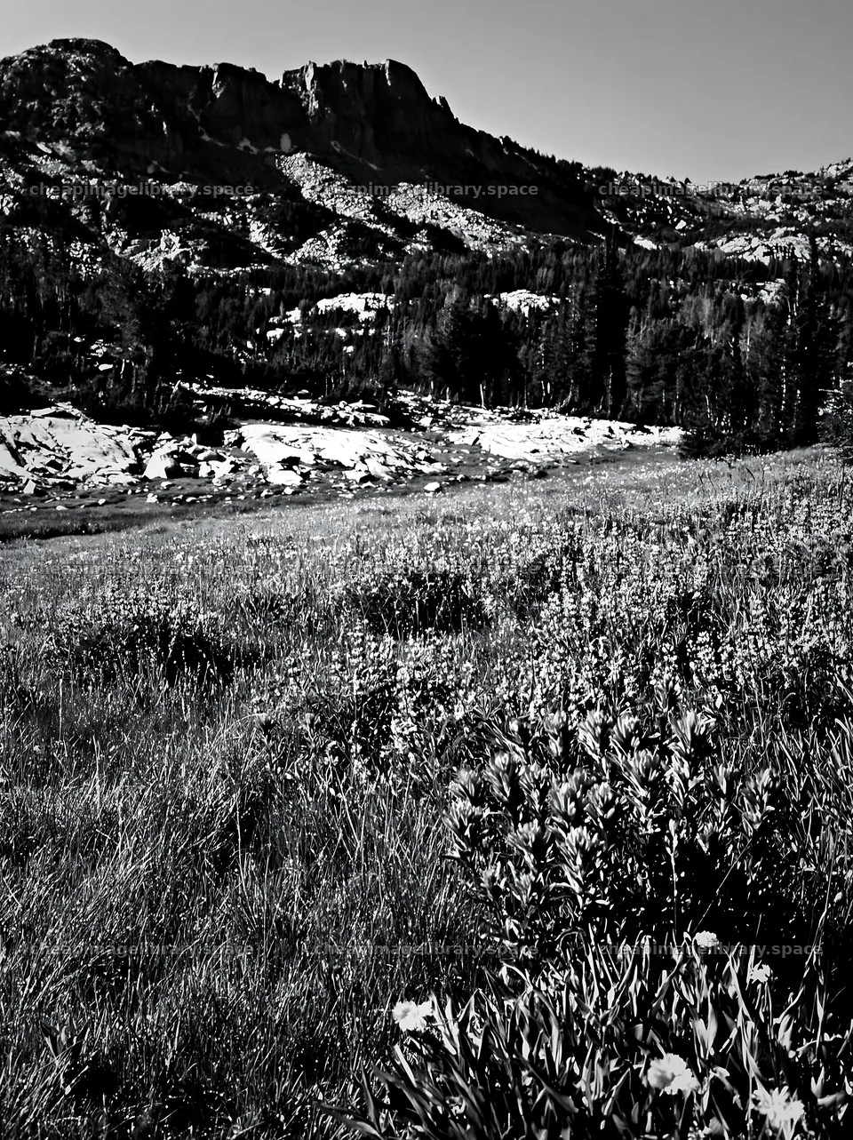 Paintbrush lupine meadow with mountains in background – image library 6866x9174