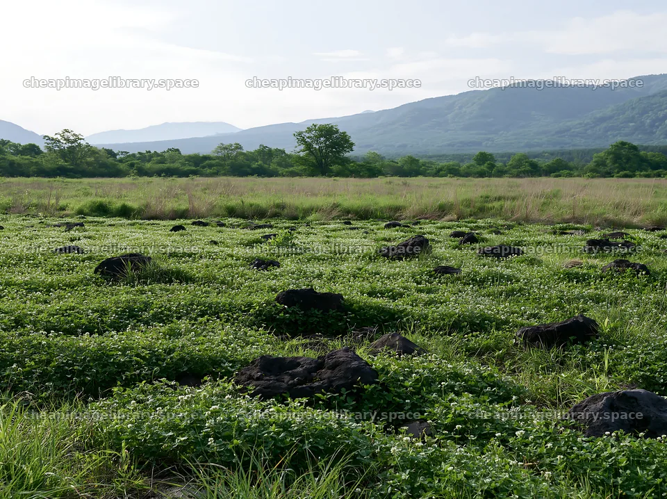 Yamanashi regenerative meadow with basalt stones in daylight – image library 9174x6866